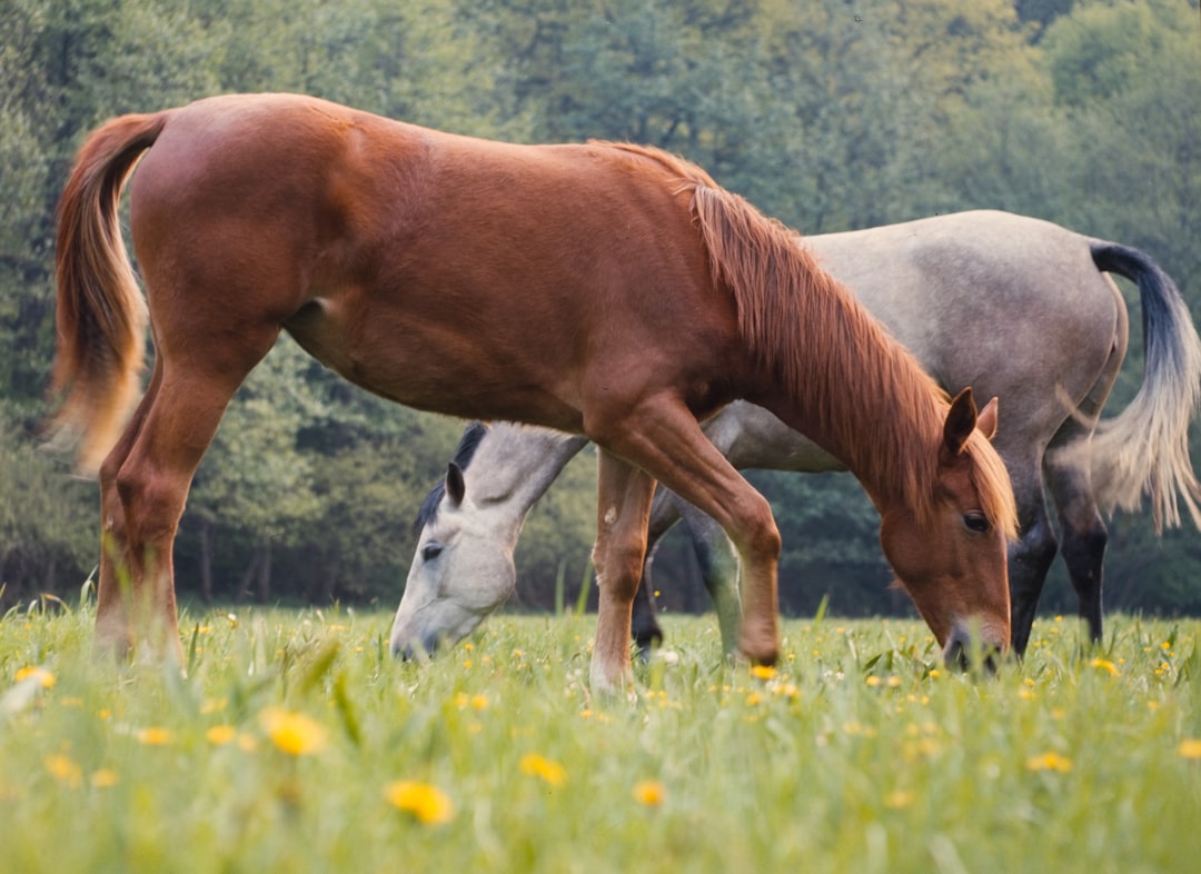At Bakımı ve Beslenme