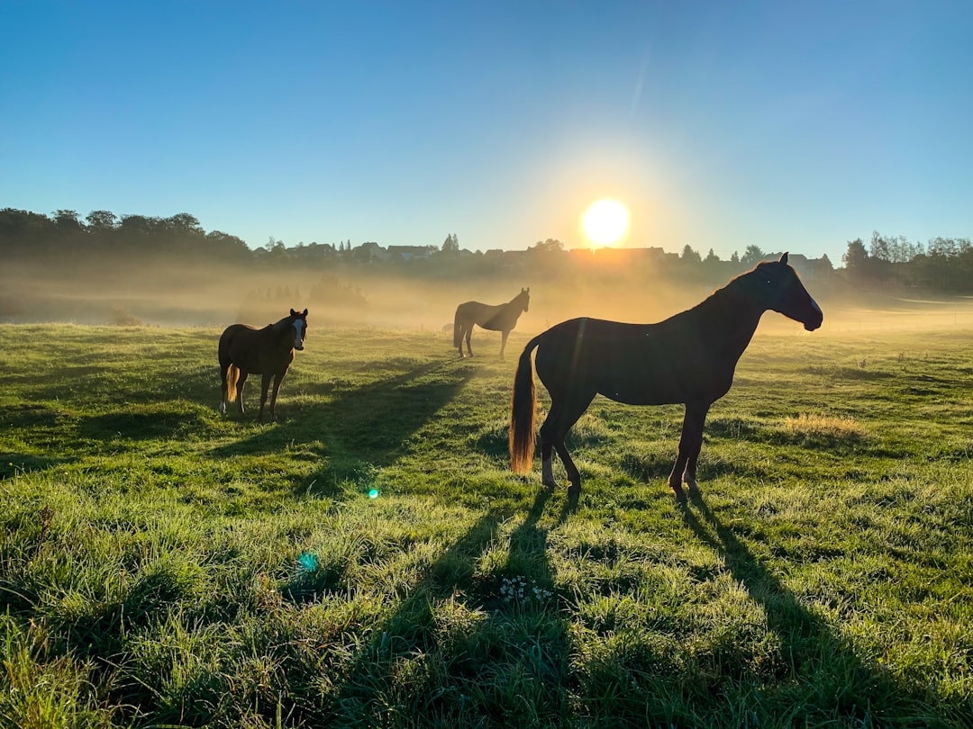 Atların Doğal Bakımı: Organik Malzemelerle Nasıl İlgilenirsiniz?