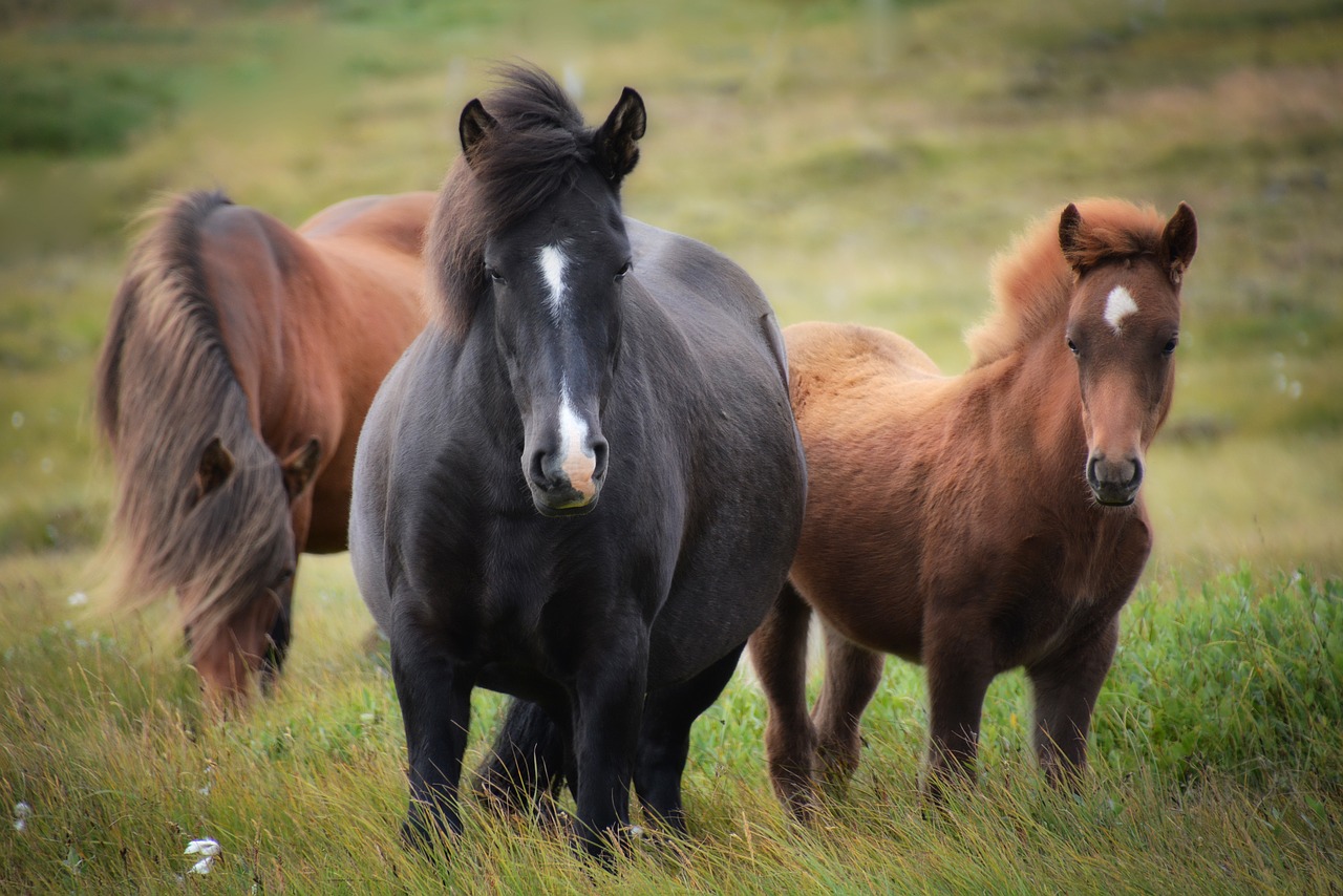 Atların tarihçesi ve kültürel önemi
