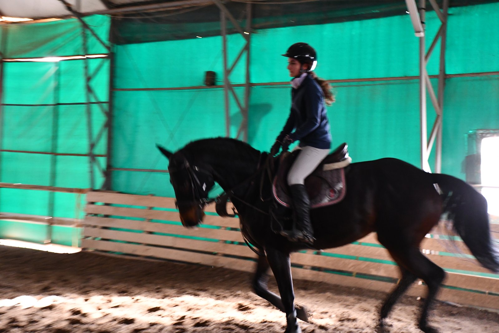 At Binişi, Yetişkin biniş